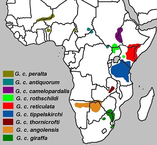 Image:Giraffa camelopardalis subspecies map.jpg