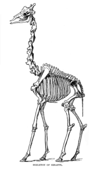 Giraffe skeleton as illustrated by Richard Lydekker.