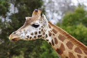 Giraffe portrait, Melbourne Zoo