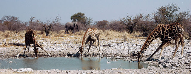 Image:Namibie Etosha Girafe 01.jpg