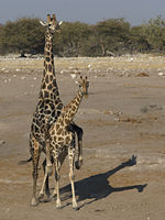 Mating Angolan Giraffes at Chudop waterhole, Etosha, Namibia.