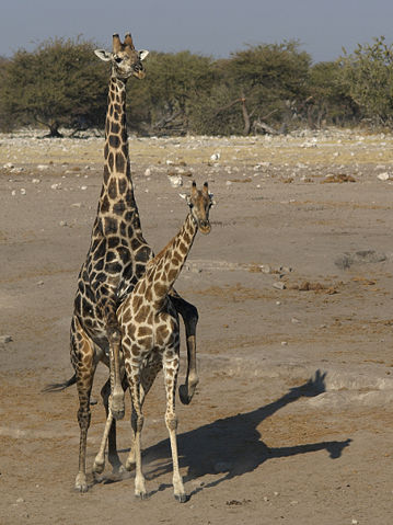 Image:Giraffa camelopardalis angolensis (mating).jpg