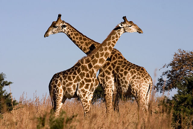 Image:Giraffe Ithala KZN South Africa Luca Galuzzi 2004.JPG