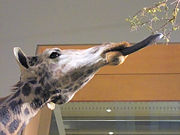 Giraffes use their long, prehensile tongues to extend their reach.