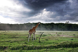 Lone giraffe at Lake Nakuru National Park, Kenya