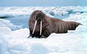 The Pacific Walrus (O. rosmarus divergens)