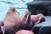 Walruses fighting