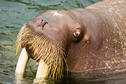 Vibrissae of captive walrus (Japan)