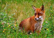 Red fox