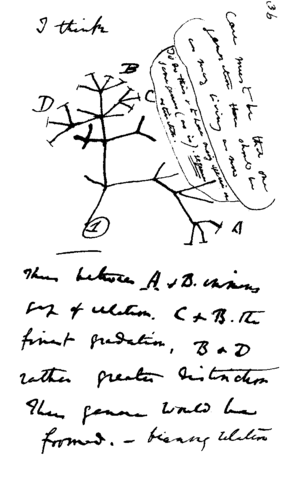 Image:Darwin tree.png