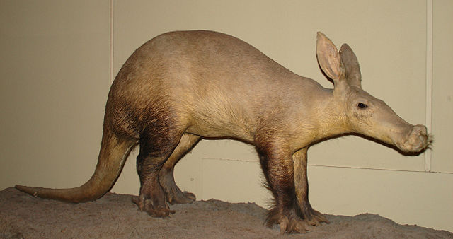 Image:Orycteropus afer stuffed.jpg