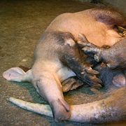 Resting aardvark in Himeji City Zoo