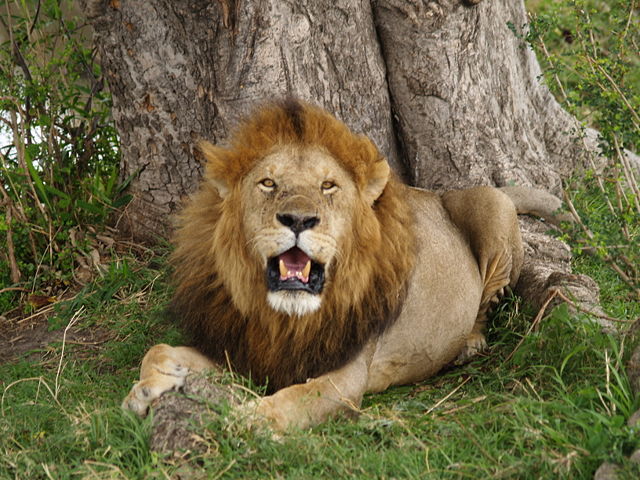Image:Lion in masai mara.jpg