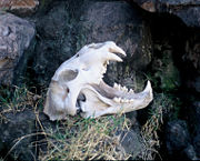 Skull of a modern lion at Kruger National Park