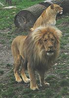 Southwest African lion (Panthera leo bleyenberghi)