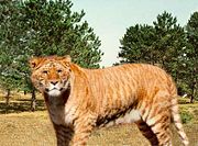 A liger is the offspring of a female tiger and male lion.