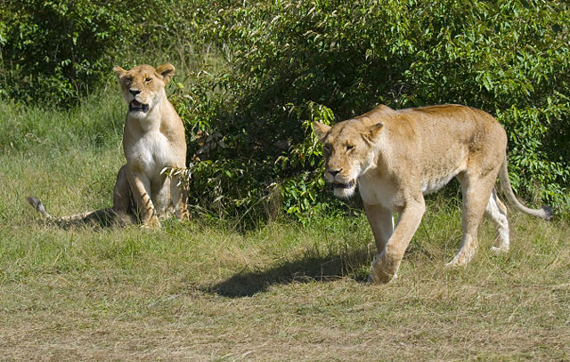 Image:Lionesses, Masai Mara, Kenya.jpg