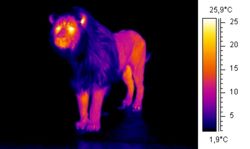 Thermographic image of a lion, showing the insulating mane