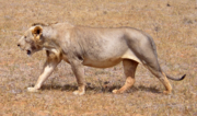 A maneless male lion, who also has little body hair—from Tsavo East National Park, Kenya