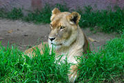Lioness showing the ruff that sometimes leads to misidentification as a male