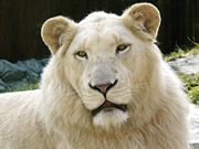 White lions owe their coloring to a recessive gene; they are rare forms of the subspecies Panthera leo krugeri