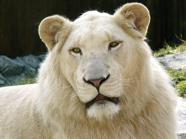 Image:White Lion.jpg