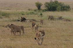 A pride on the move near Governors Camp, in the Massai Mara, Kenya