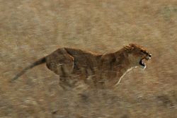 Lioness in a burst of speed while hunting in the Serengeti