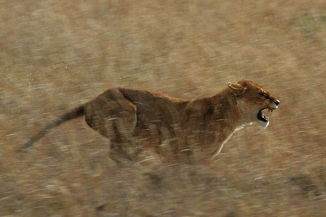 Image:Serengeti Lion Running saturated.jpg