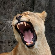 While a lioness such as this has very sharp teeth, prey is usually killed by strangulation