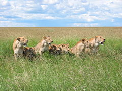 7 lions along the road in the Masai Mara park reserve in Kenya