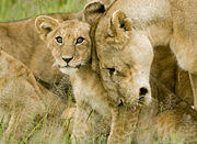 Head rubbing and licking are common social behaviors within a pride, this cub's mother gives it an affectionate nudge
