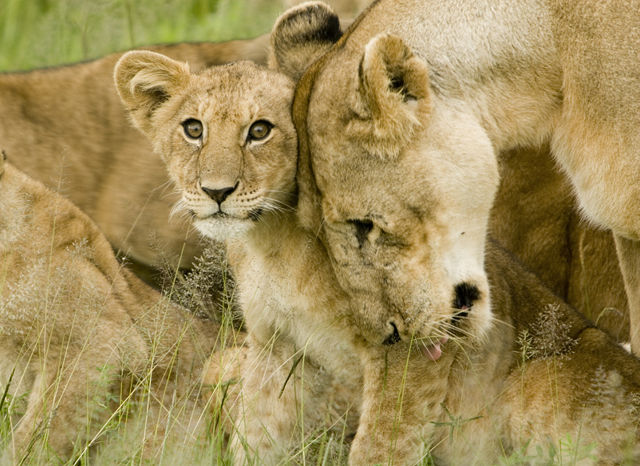 Image:Lion cub with mother.jpg