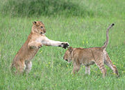 Lion cubs playing in the Serengeti