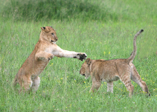 Image:Lion cubs Serengeti.jpg
