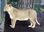 An Asiatic Lioness Panthera leo persica, named Moti, was born in Helsinki Zoo (Finland) in October 1994; she arrived at Bristol Zoo (England) in January 1996. The Gir Forest in India is the natural home of the Asiatic lion but she was born in captivity.