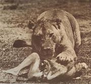 A man-eating lion in British East Africa