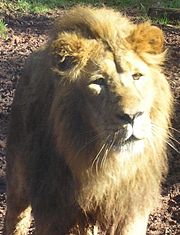 A Lion at Paignton Zoo