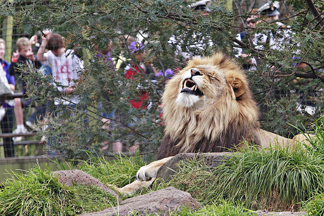 Image:Lion - melbourne zoo.jpg