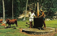 Traditional way of making coconut oil using a bullock-powered mill in Seychelles
