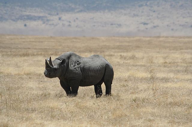 Image:Black rhino Ngorongoro Crater.jpg
