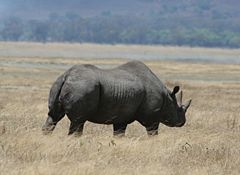 Black rhino grazing.