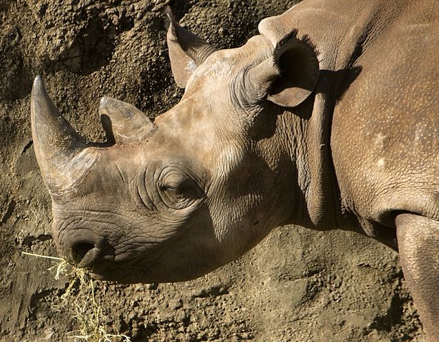Image:Black rhino.jpg