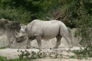 Black Rhino in Zürich zoo.