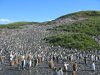 120,000 King Penguins on Salisbury Plain (Aptenodytes patagonicus).