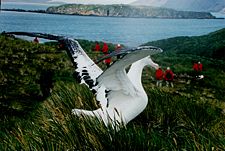 Wandering Albatross at South Georgia Island