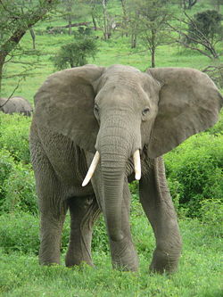 An African Bush Elephant near the border of the Serengeti and Ngorongoro Conservation Area in Tanzania.