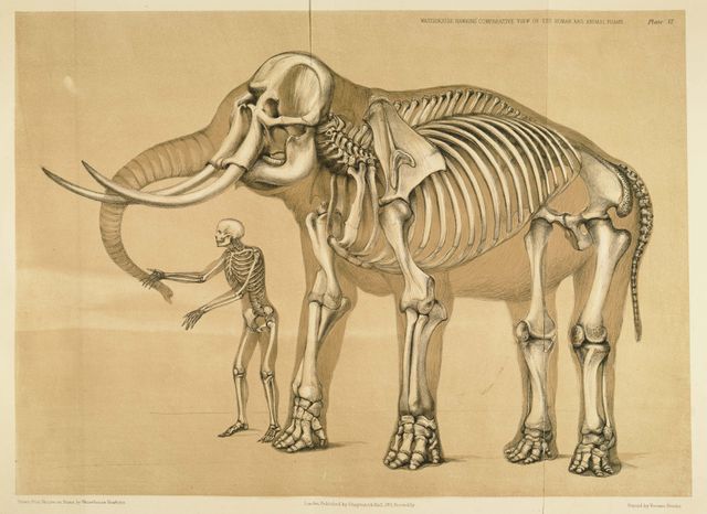 Image:Comparative view of the human and elephant frame, Benjamin Waterhouse Hawkins, 1860.jpg
