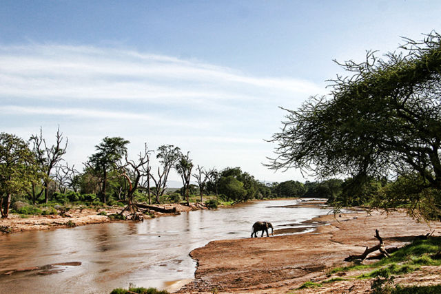 Image:Crossing elephant .jpg