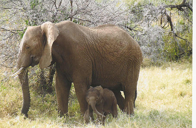 Image:Baby elephants3.jpg